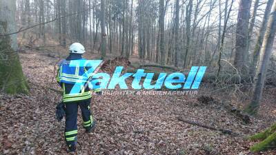 Baum reißt einen weiteren mit und stürzt auf geparkte Autos - Feuerwehr muss Bäume zersägen