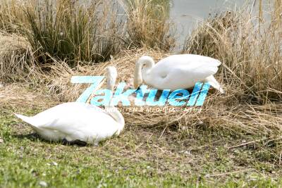 Schwäne brüten im Stuttgarter Schlossgarten – 8 Eier liegen im Nest