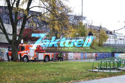 Zirkuspapagei entflogen - Mit Hilfe der Feuerwehr und seinem Weibchen per Drehleiter eingefangen